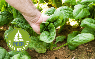 Off-the-Charts PFAS in Maryland Biosolid Fertilizers