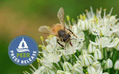 Broadly Supported Petition Urges EPA Reforms for Bee and Bird-Killing Pesticides