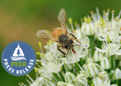 Broadly Supported Petition Urges EPA Reforms for Bee and Bird-Killing Pesticides
