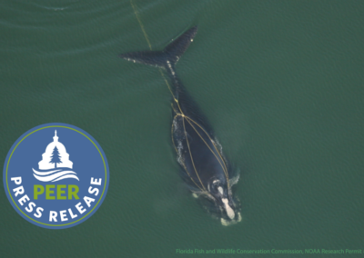 Congressional Rider Condemns Right Whale to Extinction