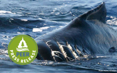 National Strategy to Avoid Whale Ship Strikes Proposed