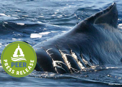 National Strategy to Avoid Whale Ship Strikes Proposed