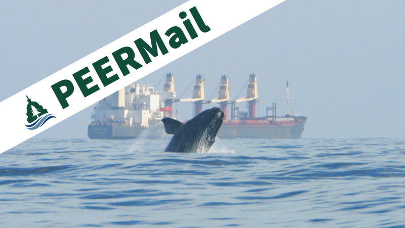 PEERMail | Whales on the Brink of Extinction