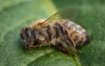 COMMENTARY | Letter to the EPA: Take Action on “Devil’s Bargain” Pesticides