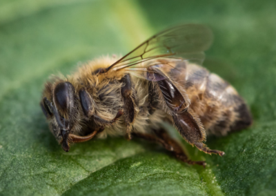 COMMENTARY | Letter to the EPA: Take Action on “Devil’s Bargain” Pesticides