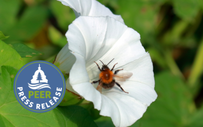 Pressure Mounts on EPA to Curb Bee-Killing Pesticides