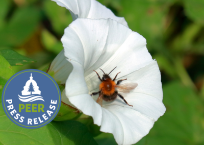 Pressure Mounts on EPA to Curb Bee-Killing Pesticides