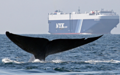 COMMENTARY | Strategy Needed to Avert Whale Mortality