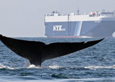 COMMENTARY | Strategy Needed to Avert Whale Mortality