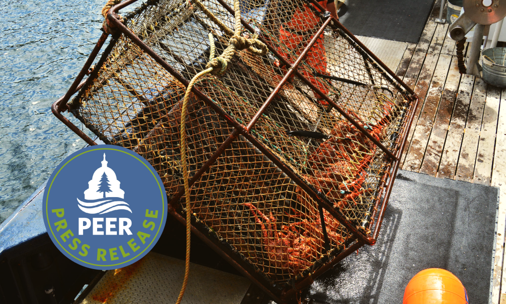 NOAA Ducks Responsibility in Alaska King Crab Collapse