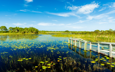 COMMENTARY | Florida’s Environment – A Native Floridian Perspective
