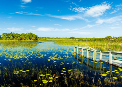 COMMENTARY | Florida’s Environment – A Native Floridian Perspective