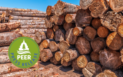 Minnesota Timber Practices Draw Sharp Federal Scrutiny