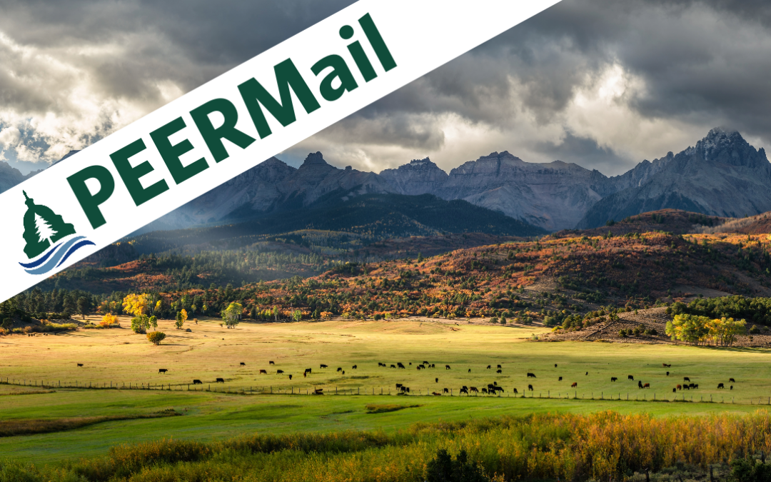 PEERMail | A Busy Summer is Winding Down