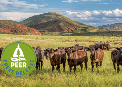 Rampant Grazing Trespassing Goes Unpunished