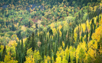 COMMENTARY | DNR Logging Violations on Fisheries and Wildlife Lands