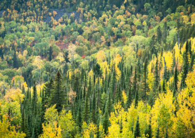 COMMENTARY | DNR Logging Violations on Fisheries and Wildlife Lands