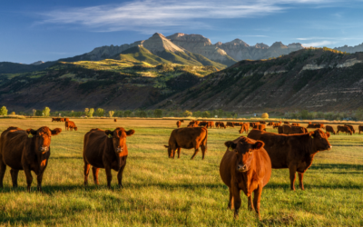 Op-Ed | The BLM Is Ignoring Its Most Serious Land-Health Problem