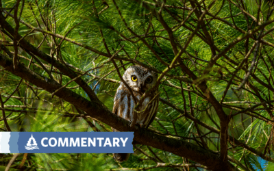 COMMENTARY | Unveiling Challenges in Minnesota’s Forest Management