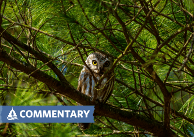 COMMENTARY | Unveiling Challenges in Minnesota’s Forest Management