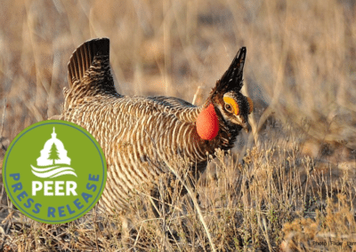 Endangered Prairie Chicken Suffers Death by 1,000 Cuts