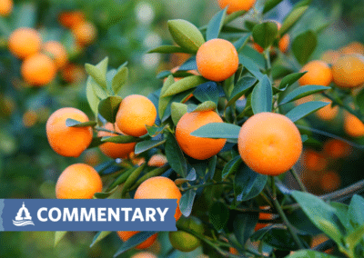 Op-Ed | Why is EPA Considering Lethal Pesticides for Florida Citrus?