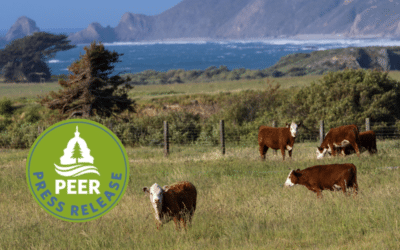 Point Reyes Sweetheart Cattle Leases are Illegal