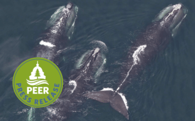 Right Whale Entanglement Peril Far More Extensive Than Previously Known