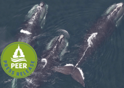 Right Whale Entanglement Peril Far More Extensive Than Previously Known