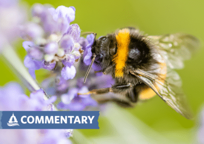 COMMENTARY | Vital Safety Net for Pollinators in Peril