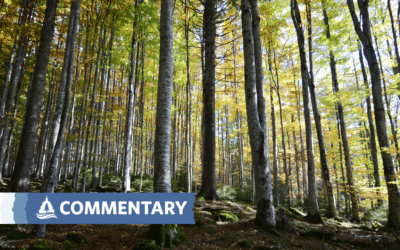 COMMENTARY | Midpoint of Minnesota DNR’s timber harvest plan means a time to reflect, examine future