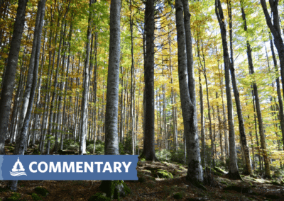 COMMENTARY | Midpoint of Minnesota DNR’s timber harvest plan means a time to reflect, examine future