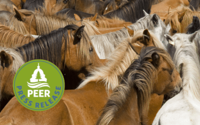 Range Damage from Cattle Far Exceeds Wild Horse Impacts