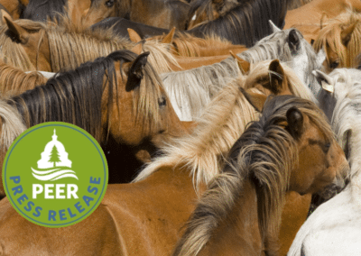 Range Damage from Cattle Far Exceeds Wild Horse Impacts