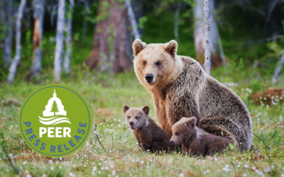 Alaska Park Bear Baiting Ban Stalls