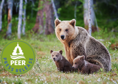 Alaska Park Bear Baiting Ban Stalls