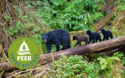 Barbaric Hunting Practices on Alaska Preserves Okayed