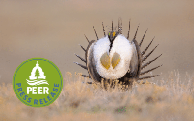 Sage-Grouse Recovery Imperiled by Overgrazing