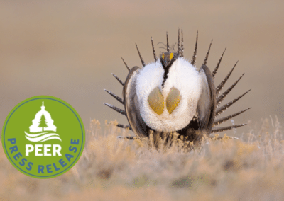Sage-Grouse Recovery Imperiled by Overgrazing