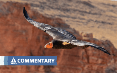 COMMENTARY | Lead Ammo Harms Wildlife and Undermines the Mission of Our National Parks