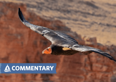 COMMENTARY | Lead Ammo Harms Wildlife and Undermines the Mission of Our National Parks