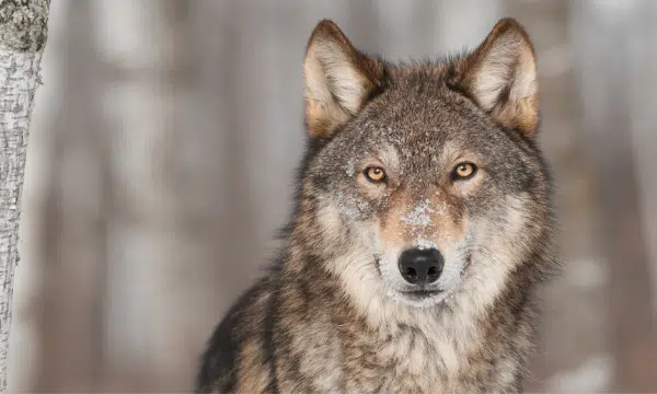 Photo of gray wolf looking at camera