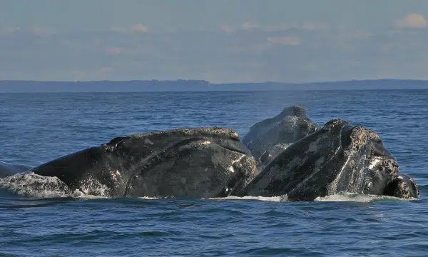 Photo of two North Atlantic Right Whales
