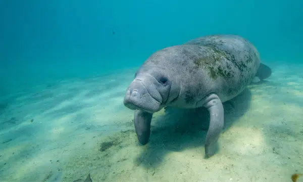 Photo of a manatee in blue water