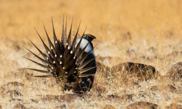 Photo of a greater sage grouse in a rocky brown field