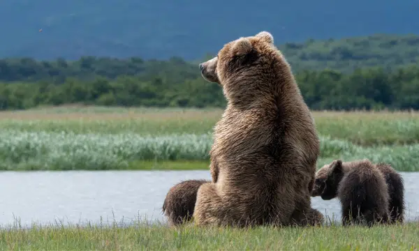 Photo of an adult brown bear and 3 cubs sitting in grass near a body of water