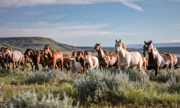Photo of a herd of wild horses running through a field