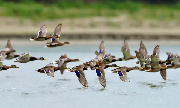 Photo of a flock of ducks flying over a body of water