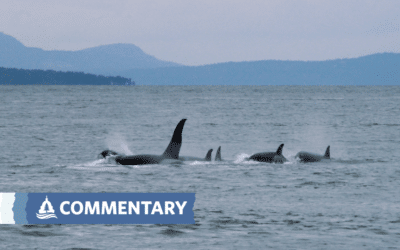 COMMENTARY | Salmon and Orcas Die in Regulatory Gap – Stormwater Contaminants Poisoning Puget Sound Marine Life