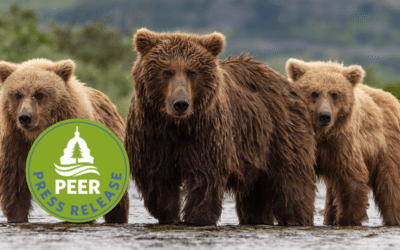 Alaska to Resume Aerial Gunning of Bears and Wolves